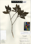 Sideroxylon salicifolium (L.) Lam., Guatemala, E. Contreras 6225, F